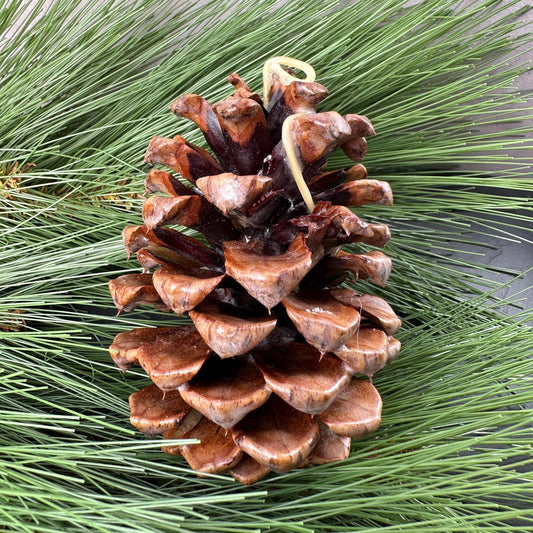Pinecone Fire Starter - Perfect for Wood Burning Fire Pits, Campfires, Fireplaces and Bonfires, Gift for Home, Cabin, Camping and Hunting