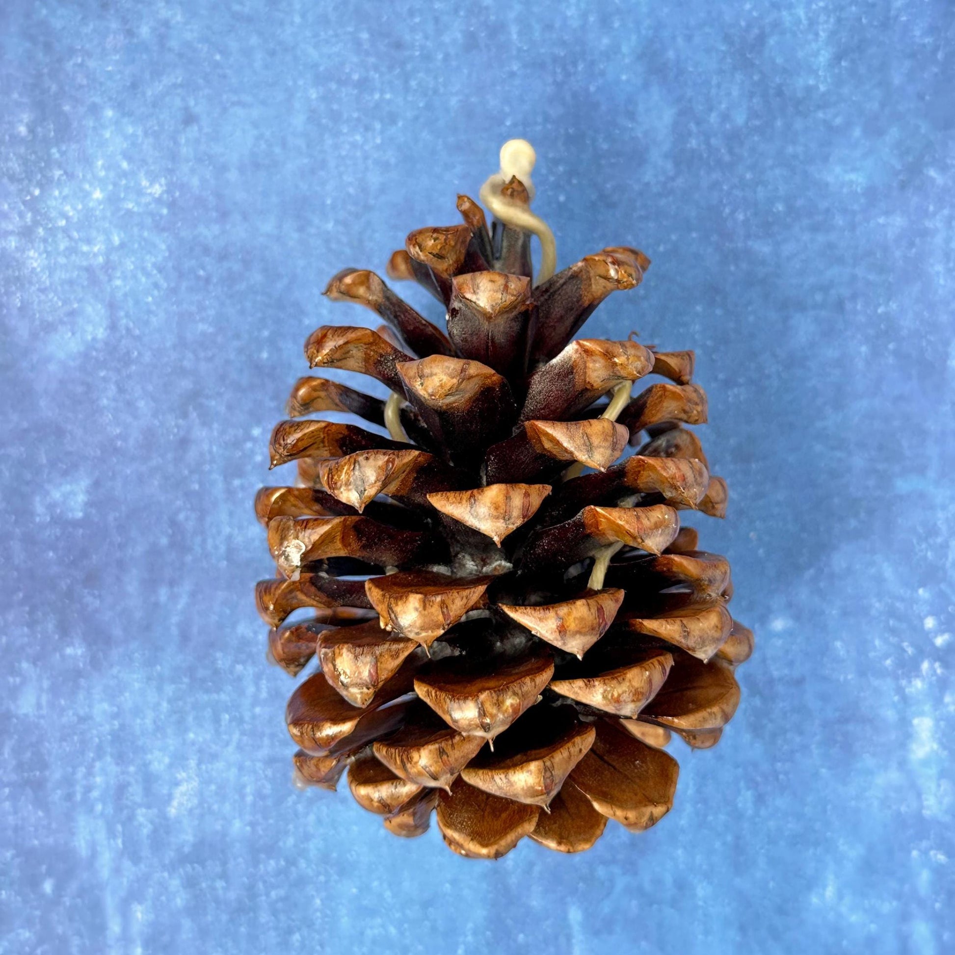 Pinecone Fire Starter - Perfect for Wood Burning Fire Pits, Campfires, Fireplaces and Bonfires, Gift for Home, Cabin, Camping and Hunting