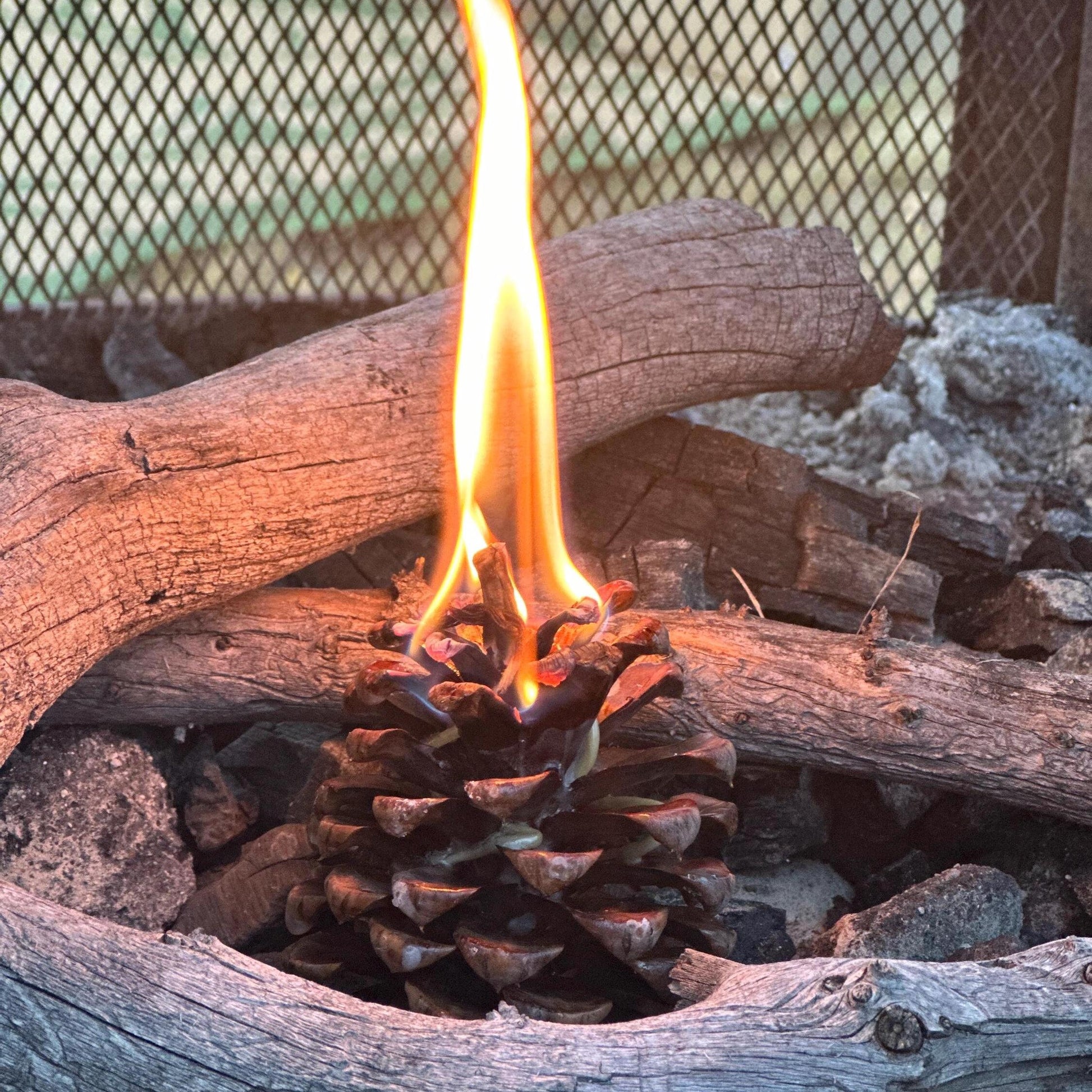 Pinecone Fire Starter - Perfect for Wood Burning Fire Pits, Campfires, Fireplaces and Bonfires, Gift for Home, Cabin, Camping and Hunting